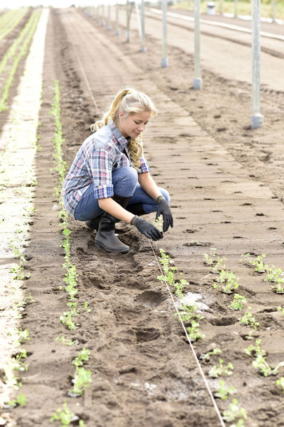 Young woman planting organic lettuce - Фото, изображение
