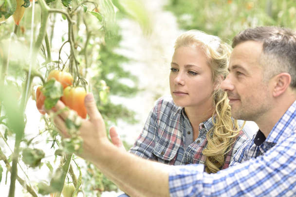 Farmer with student in greenhouse  - Foto, Imagen