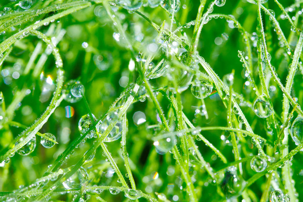 Dewdrop na liści traw - Zdjęcie, obraz