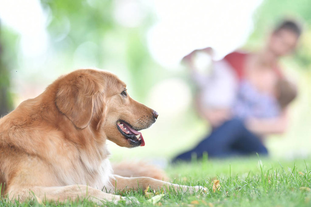 Golden retriever dog in park - Photo, image