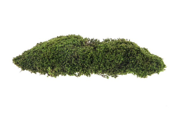 Green moss isolated on white background - Photo, Image