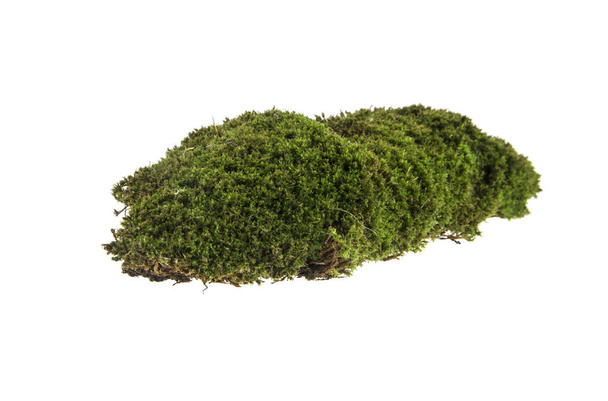 зеленый мох изолирован на белом фоне - Фото, изображение