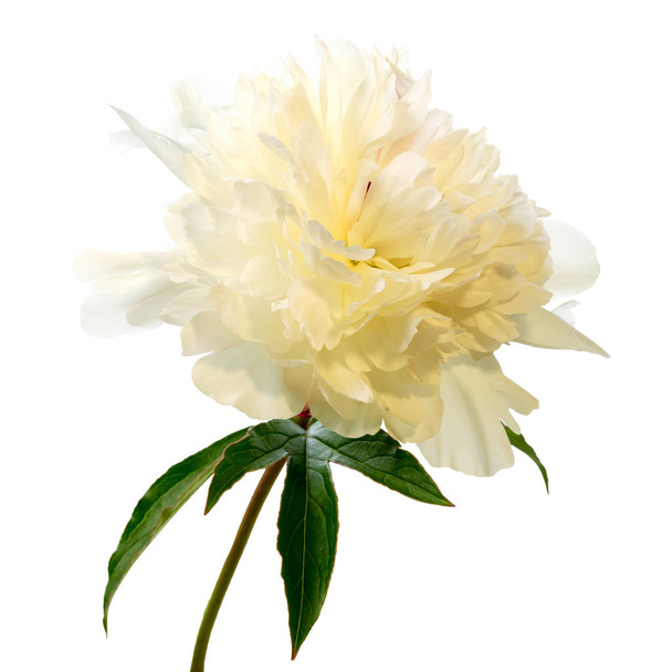 Fiore di peonia bianca isolato su sfondo bianco
 - Foto, immagini