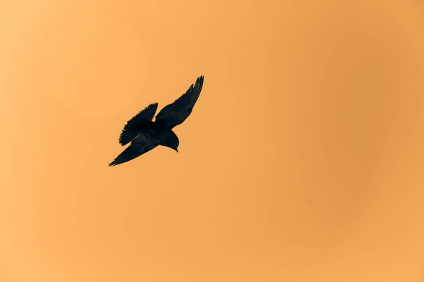 Силует голуба летить у жовтому небі
 - Фото, зображення