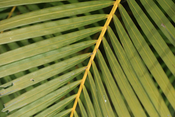 Palm leaves in nature - Photo, Image