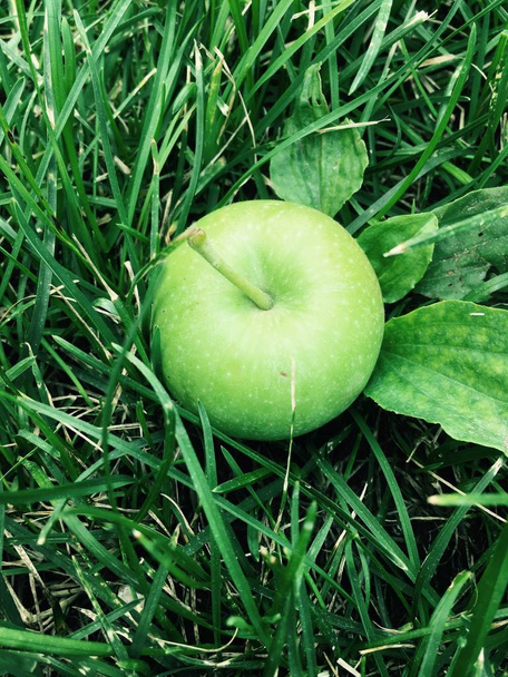 pomme verte sur une prairie avec des brins d'herbe
 - Photo, image