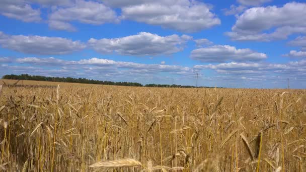 Campo de trigo dorado - Metraje, vídeo
