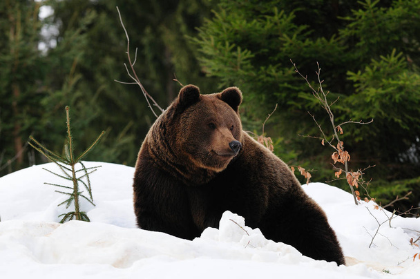 Ruskea karhu talvella metsässä
 - Valokuva, kuva