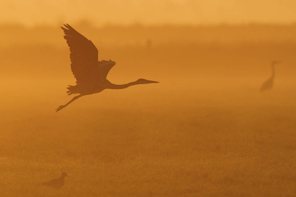 Grey heron flight up in twilight - Photo, Image