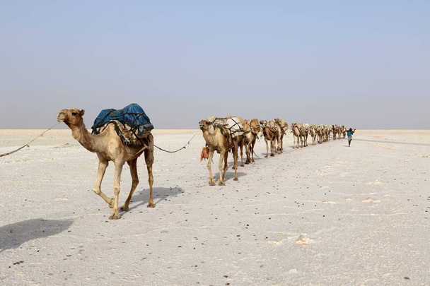 アフリカのエチオピア、ダナキル砂漠で塩を運ぶラクダ キャラバン - 写真・画像