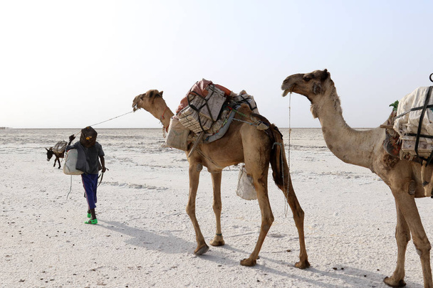 Caravana de camellos con sal en el desierto de Danakil, Etiopía
 - Foto, imagen