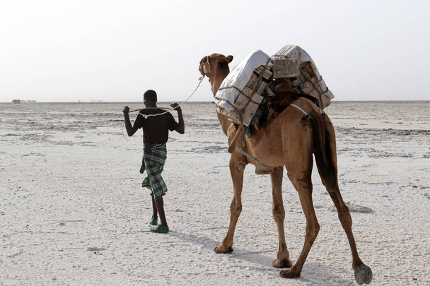 Teve karaván szállító só Afrika Danakil sivatagban, Etiópia - Fotó, kép