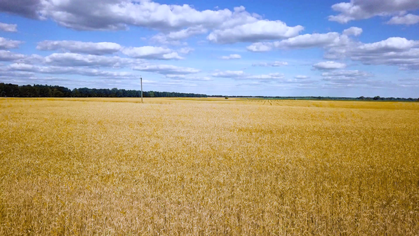 volando sobre el video de campo de trigo dorado
 - Metraje, vídeo