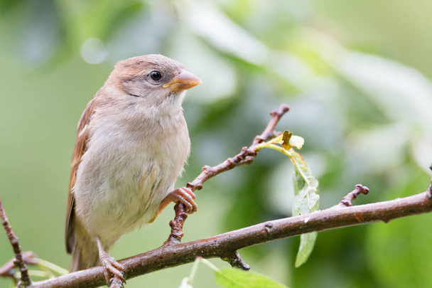 Sparrow on a branch - Zdjęcie, obraz