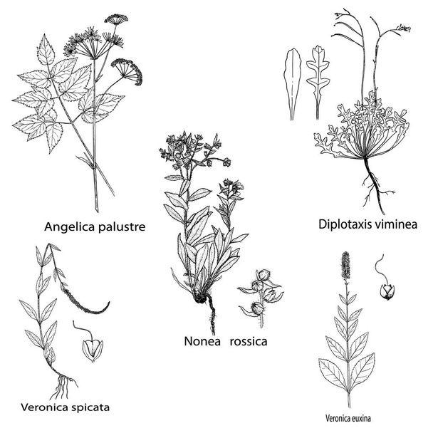 Травы и специи. Ручной рисунок nonea rossica, Veronica, diplotaxis и Angelica palustre растений. Гравировка ботанических иллюстраций для тегов. Векторное исцеление диких цветов
 - Вектор,изображение