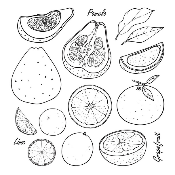 Coleção de frutas tropicais: pêssego, ameixa, damasco isolado em branco
 - Vetor, Imagem
