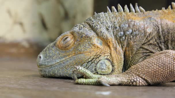 Iguana reptil descansando en el suelo en primer plano
 - Metraje, vídeo