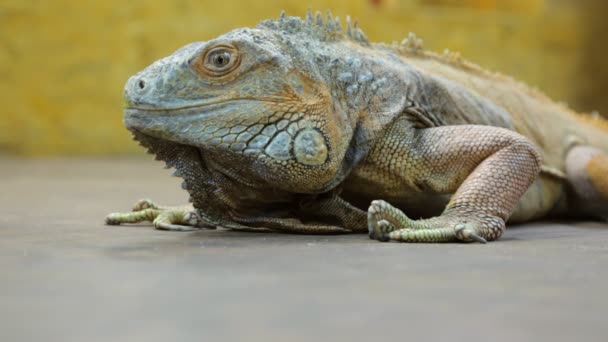Iguana réptil descansando no chão em close-up
 - Filmagem, Vídeo
