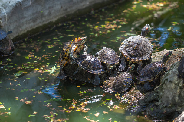 Gruppe Schildkröten in der Sonne auf Teich - Foto, Bild