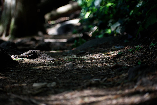 Bir orman zemin bakış  - Fotoğraf, Görsel