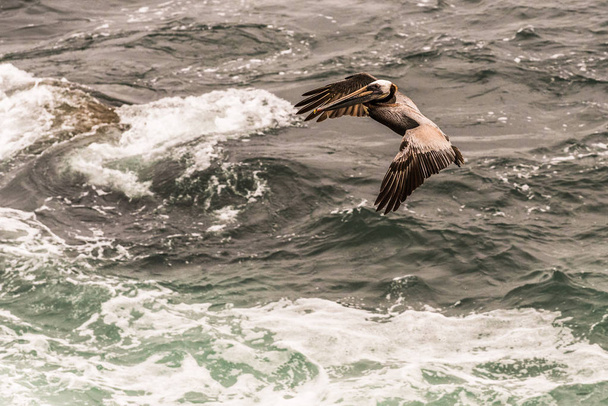 Brown Pelican Landing in the Pacific Ocean - Foto, Imagem