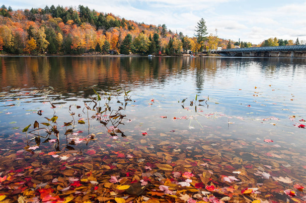 podzimní stromy odraz ve vodě - Fotografie, Obrázek