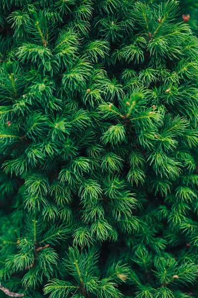 Fir tree brunch close up. Shallow focus. Fluffy fir tree brunch close up. Christmas wallpaper concept. Copy space. - Zdjęcie, obraz