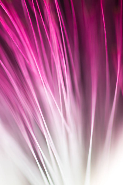Abstract blurred purple flower natural background - Foto, imagen