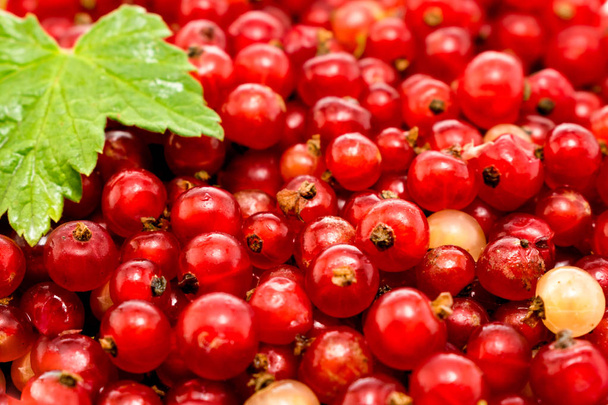 Red currants, ripe berries in the background. - Photo, Image