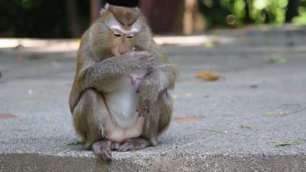 Apina syö jotain puistossa
 - Materiaali, video