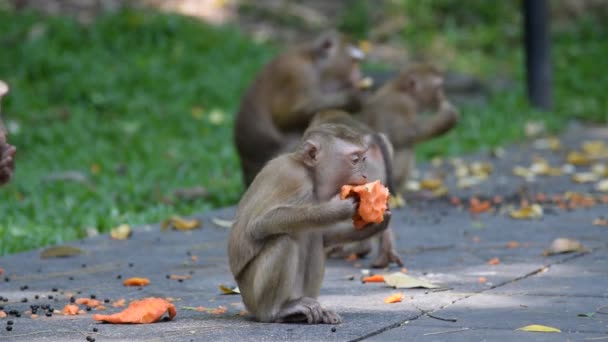 Мавпа з'їсти що-небудь в парку - Кадри, відео