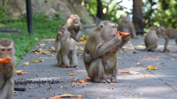 Affen fressen etwas im Park - Filmmaterial, Video
