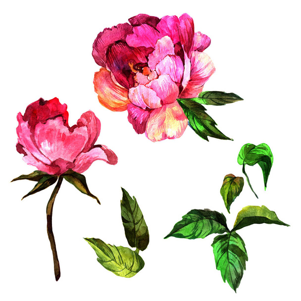 Wildflower peony flower in a watercolor style isolated. - Foto, Bild