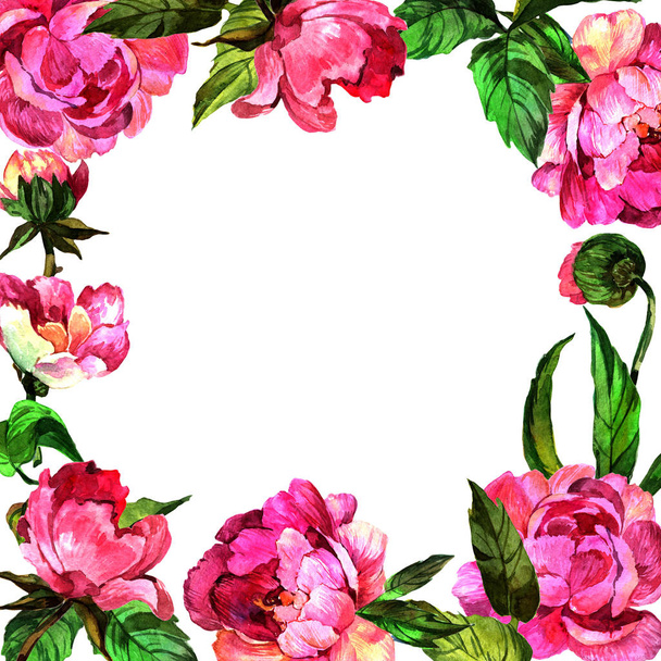 Vadvirág pünkösdi rózsa virág keretben egy akvarell stílusú. - Fotó, kép