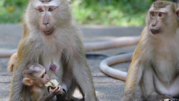 猿は、公園で何かを食べる - 映像、動画