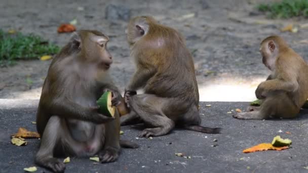 Macaco comer algo no parque
 - Filmagem, Vídeo