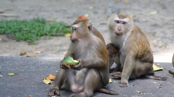 猿は、公園で何かを食べる - 映像、動画