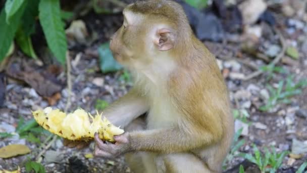 Affen fressen etwas im Park - Filmmaterial, Video
