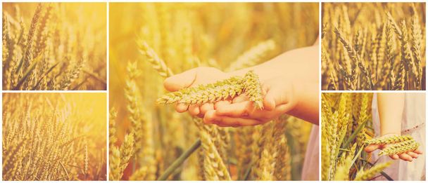 Collage eines Weizenfeldes.  - Foto, Bild