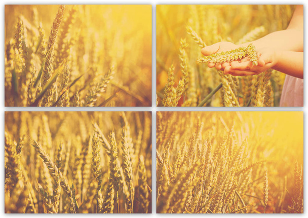 Bir buğday alan kolaj.  - Fotoğraf, Görsel