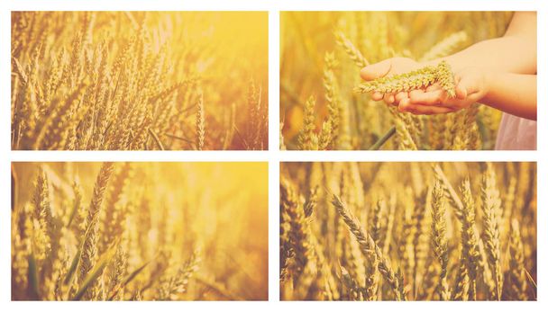 Collage un campo di grano
.  - Foto, immagini