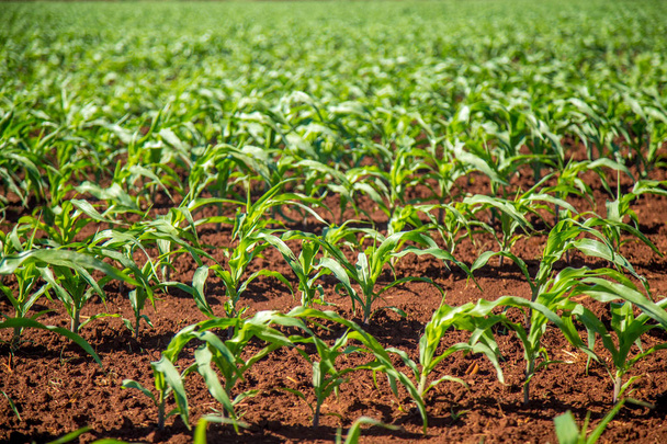 corn plantation field  - Photo, Image
