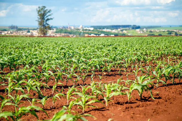 corn plantation field  - Photo, Image