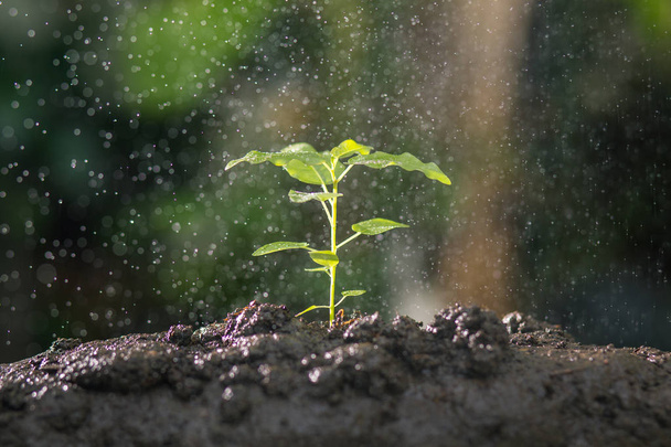Landbouw, kweken van planten, Plant de zaailing, voeden en drenken jonge planten groeien op vruchtbare bodem met natuurlijke groene achtergrond. - Foto, afbeelding