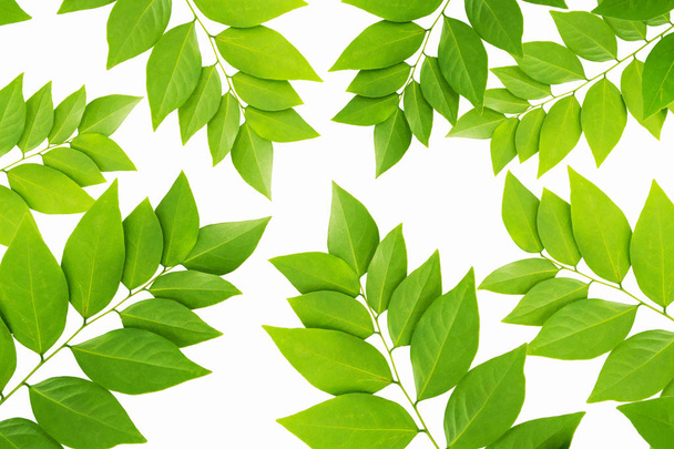 Le motif de feuilles vertes sur fond blanc
 - Photo, image