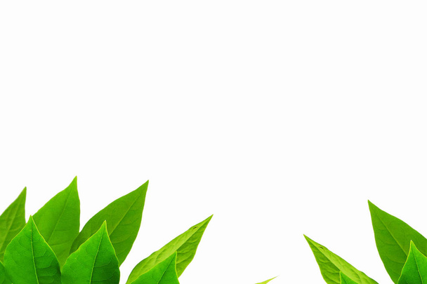 Het patroon van de Green leaf op witte achtergrond - Foto, afbeelding