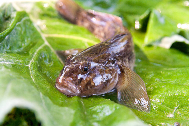 Close up view of freshwater bullhead fish or round goby fish jus - Fotó, kép