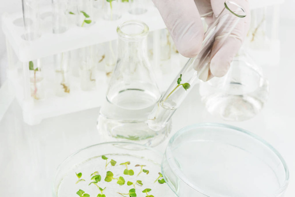 Cloned plant in the laboratory - Foto, Imagen
