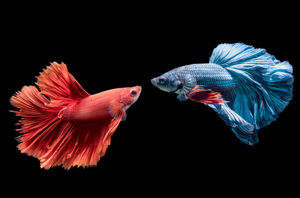peixe de combate siamês azul e vermelho em preto
 - Foto, Imagem