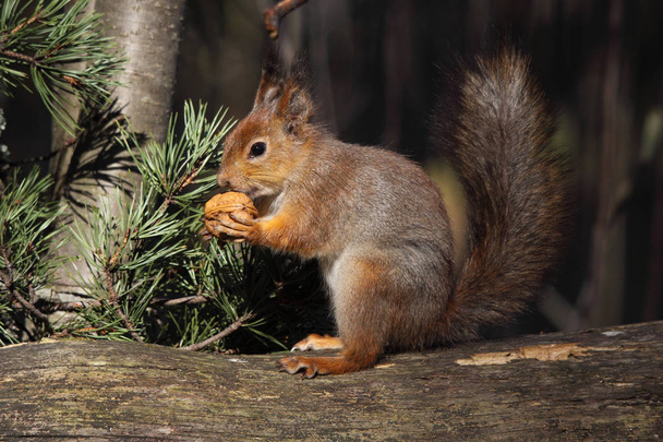 esquilo vermelho europeu
 - Foto, Imagem